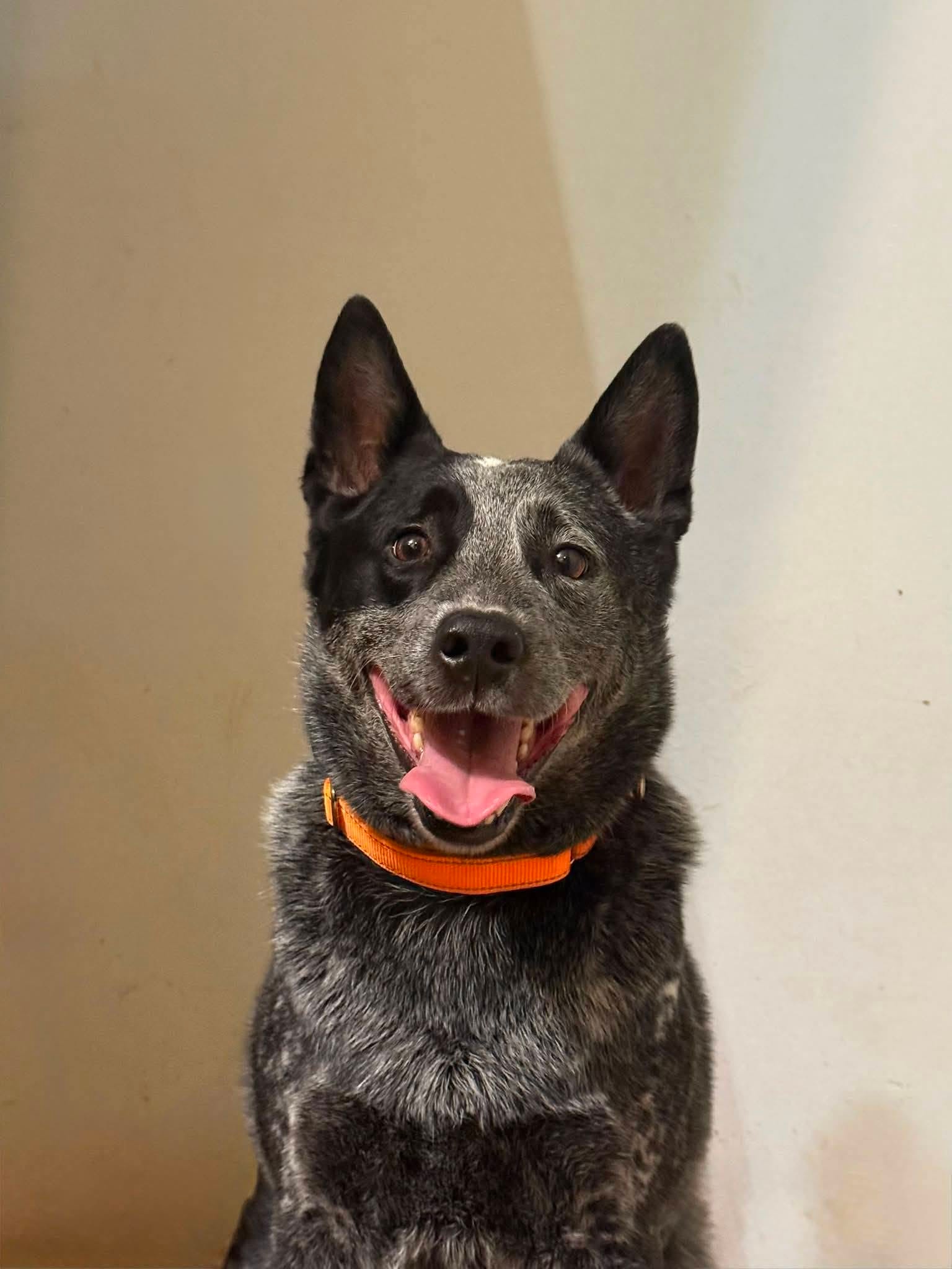 Gunner, an adult Australian Cattle Dog outdoors