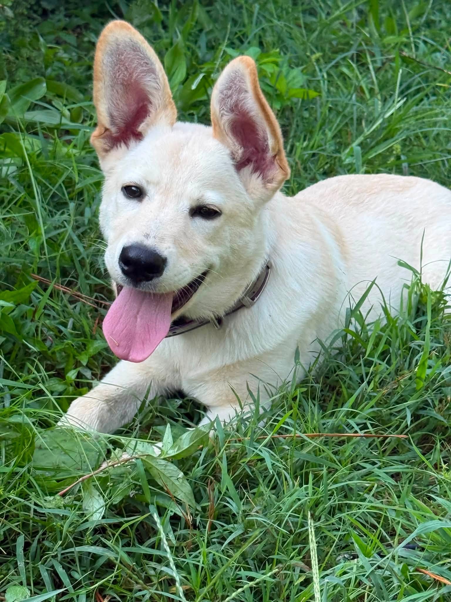 Nilla, a happy yellow Labrador Retriever cross puppy