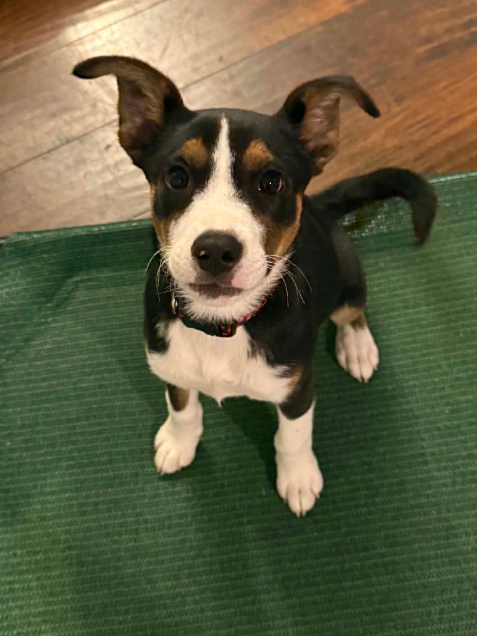 Sundae, a young Australian Shepherd mix puppy outdoors