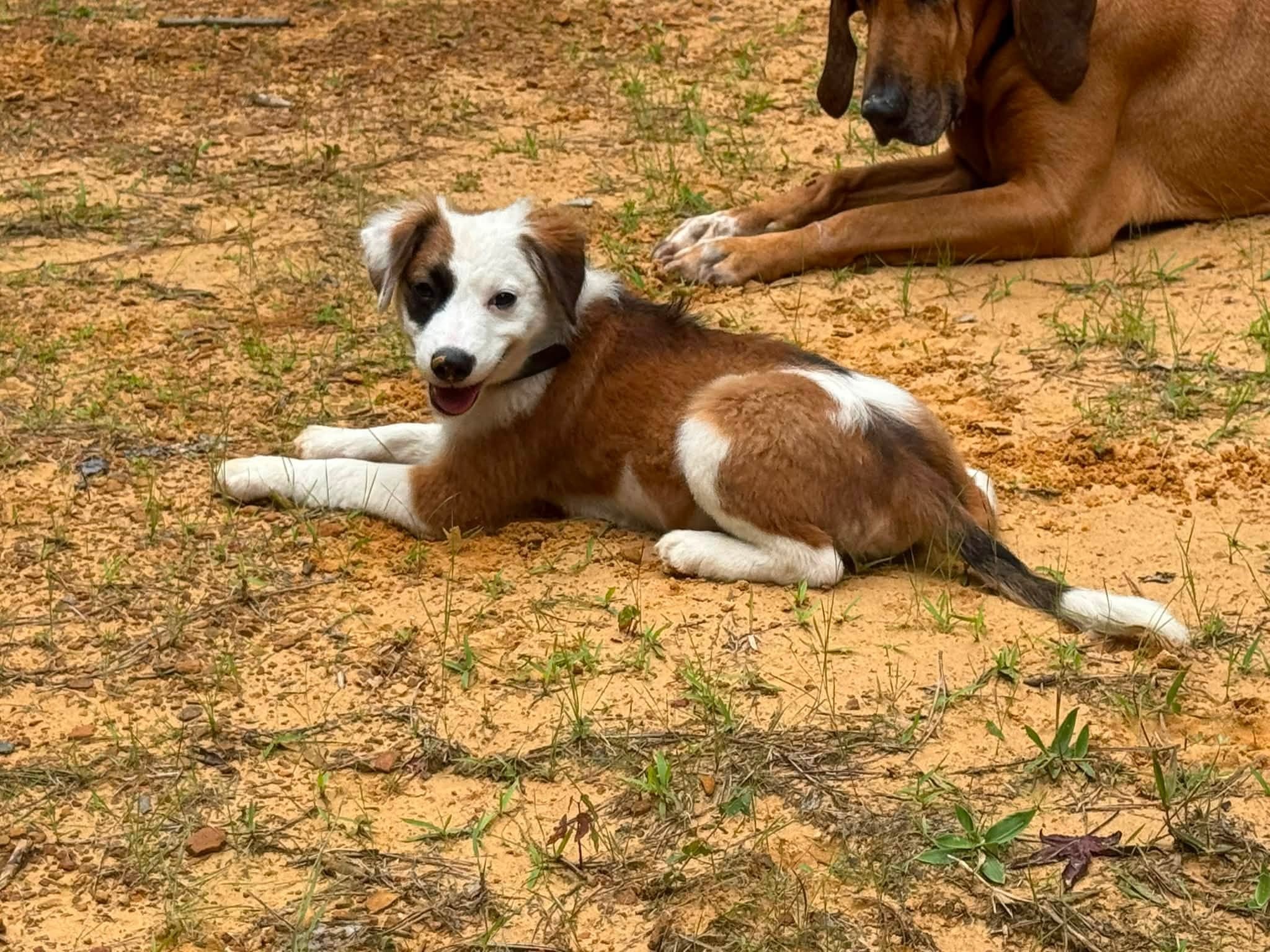 Foster parent with a rescue dog